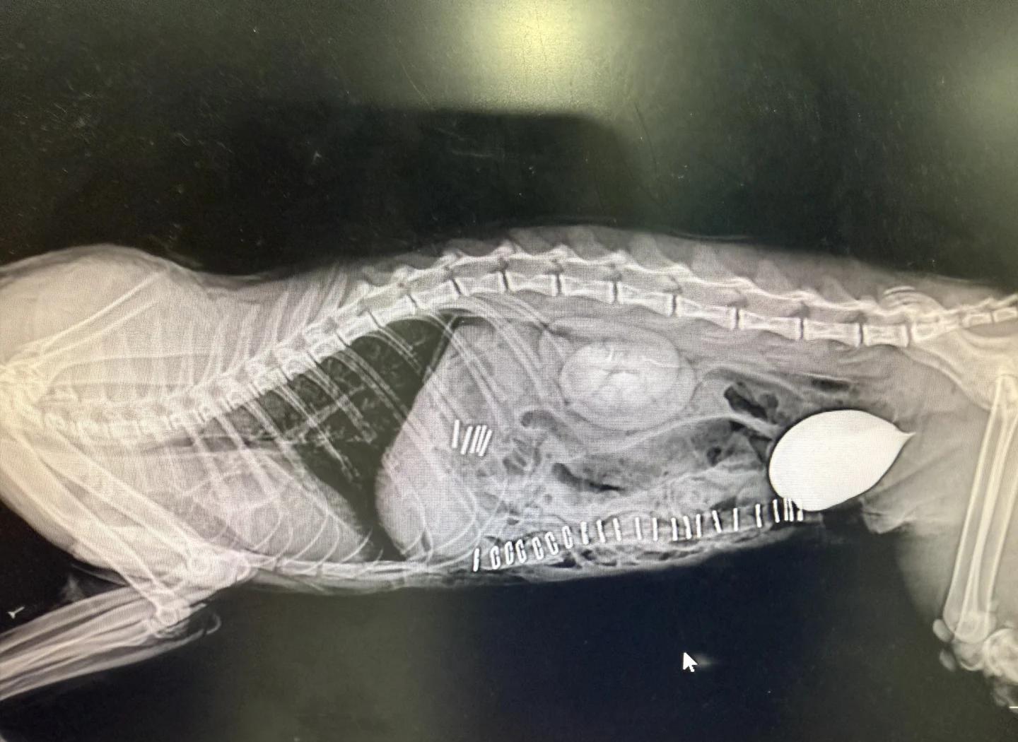 开云体育官网入口-关于布雷斯特队员康复训练，期待强势回归的信息